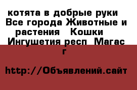 котята в добрые руки - Все города Животные и растения » Кошки   . Ингушетия респ.,Магас г.